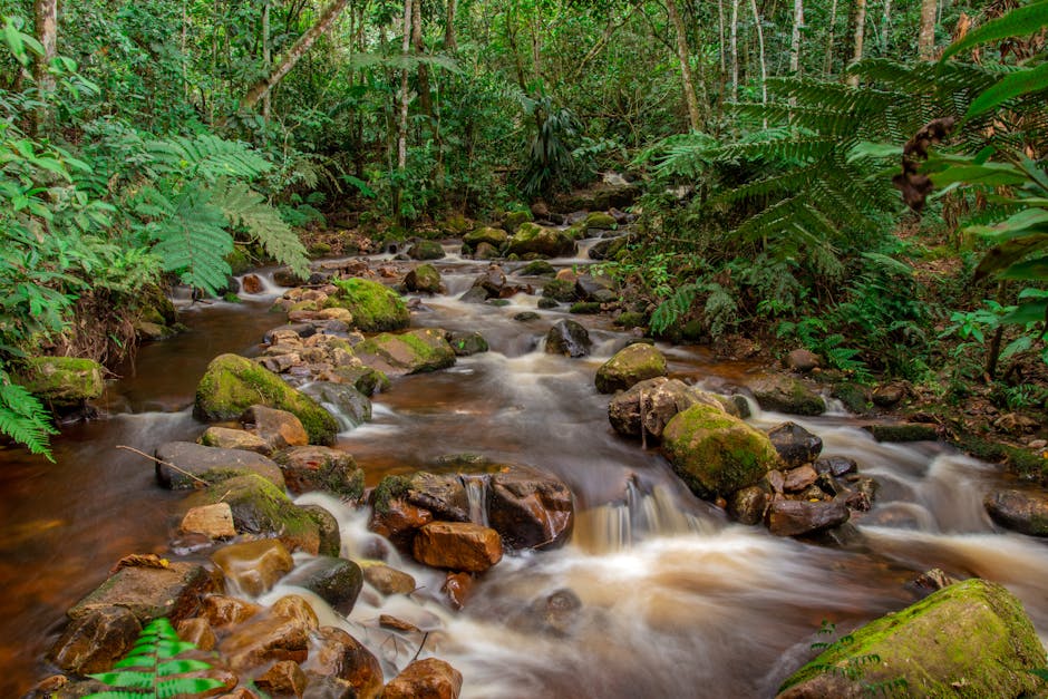 Amazon River Dreams at Treehouse Lodge, Peru