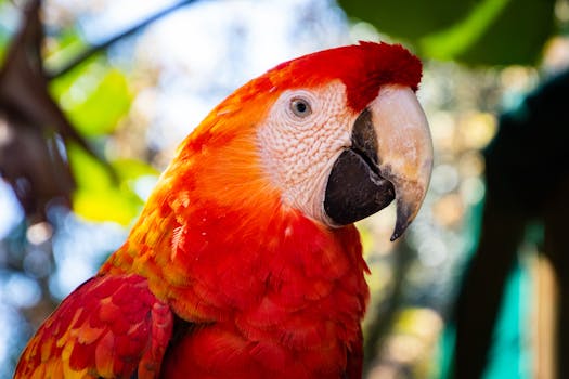 Caribbean Spirit COMO Parrot Cay