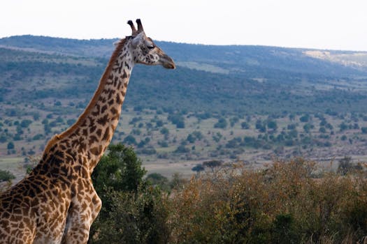 Into the Wild Elegance of andBeyond Bateleur Camp, Kenya