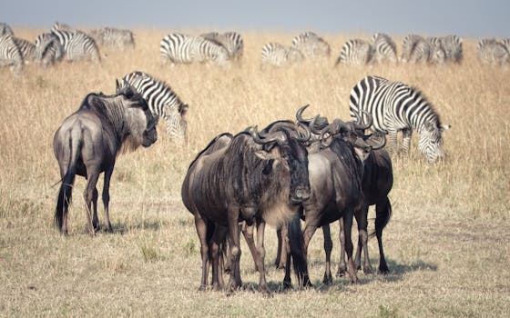 Safari Dreams Come True at andBeyond Bateleur Camp, Kenya