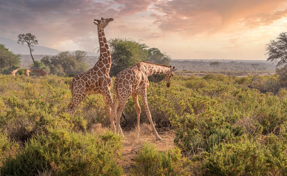 Wild Safari Elegance at andBeyond Bateleur Camp, Kenya