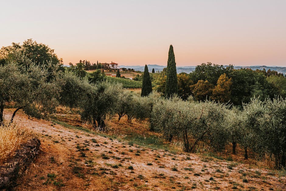 Tuscany Olive Hotels With Vineyard Floors and Fire Paths