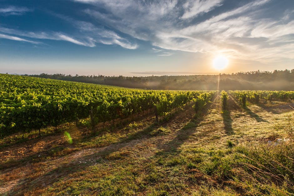 Tuscany Vineyard Hotels With Olive Fireplaces and Wine Gardens